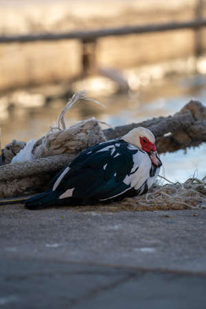 Muscovy duck bird resting in the  Harbor of Rhodes Greece.