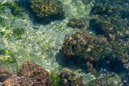 Top view of Sea anemone and algae over the sand in the see.の写真素材