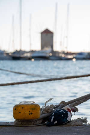 Muscovy duck bird resting in the  Harbor of Rhodes Greece.の写真素材
