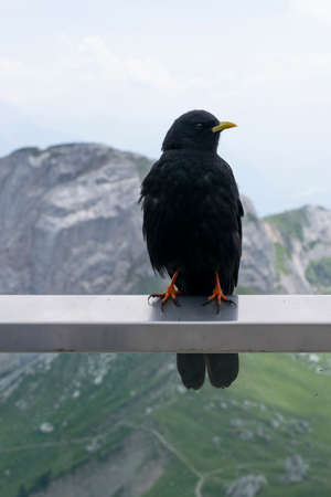 Crow is standing on an iron bar and from behind shows a mountain pilatus.の写真素材