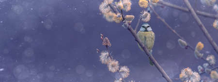 Banner Blue tit on branch in the spring with beautiful yellow flowers.