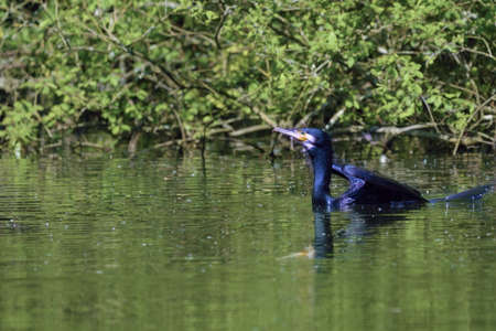 Double-crested cormorant bird close up at a lake in day time