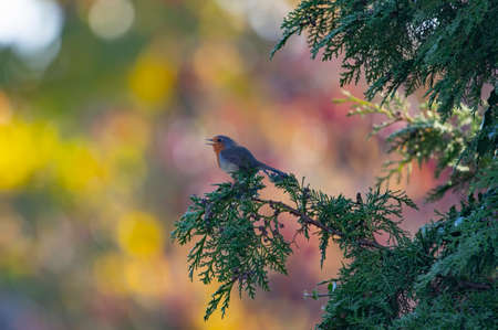 Sparrows on a tree branch with beautiful color background.の写真素材