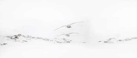 Two seagull flaying in the sky only one in focus In a snowy dayの写真素材
