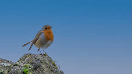 Robin bird enjoying the sun standing on a rock  in day light..の写真素材