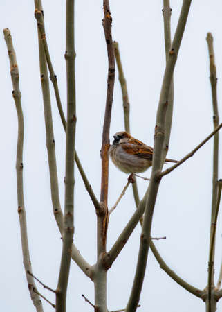 Bird on branches in winter against white clear sky.の写真素材