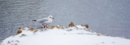 Seagull standing  in water in a river.with snow in winter time.の写真素材