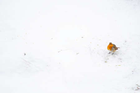 Robin bird stands on  snow.の写真素材