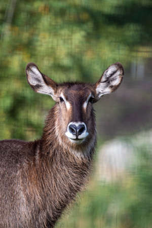 The waterbuck large antelope sub-Saharan Africa.Face front view.の写真素材