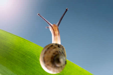 Macro photography Snail or slug on the age of a leaf looking to sun light... Hope concept.の写真素材