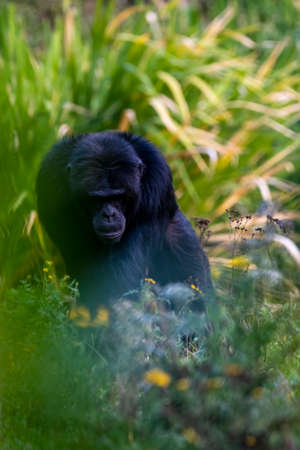 Adult Ape waking between tree branches and plant bushes and flowers.の写真素材