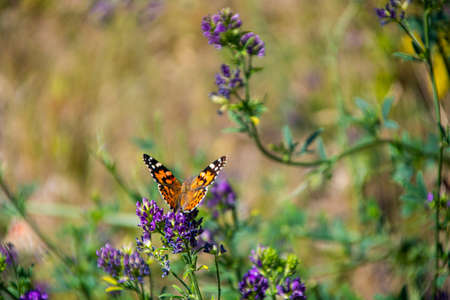 Butterfly on a flower colored blurred background side viewの写真素材
