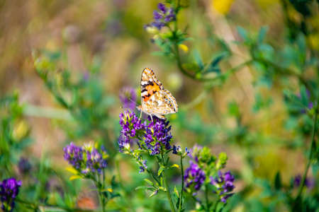 Butterfly on a flower colored blurred background side view