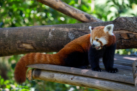 Red Panda, Ailurus fulgens. Reddish-brown fur with a black belly and legsの写真素材