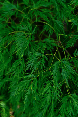 closeup of Dark green Botanical ferns leaves nature background.の写真素材