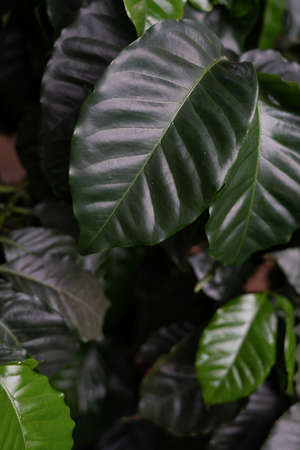 Green leaves pattern background, Natural background and wallpaperの写真素材