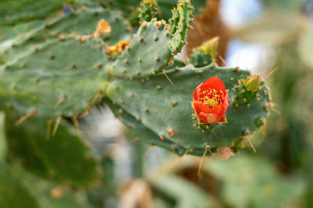 Prickly Pear. Barbary Fig. Moroccan Cactus flower.の写真素材