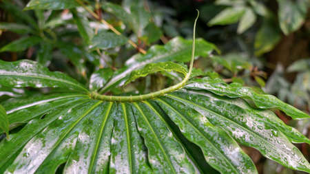 Green variegated leaves of spiral ginger or crepe ginger, tropical plant with nature background