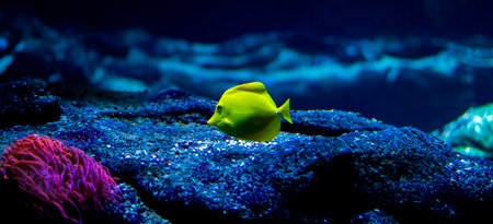The yellow tang - Zebrasoma flavescens