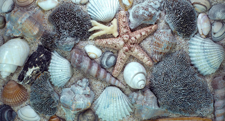 Sea shells, sea star ,corals on sand.Top view