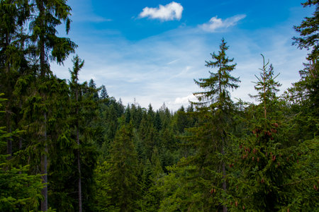 Tree tops and blue sky in the hills in the Alps.