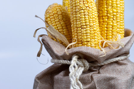 Corn cobs after harvesting in a burlap sack background white top viewの写真素材