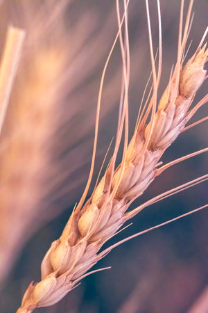 Green wheat, gold colored close upの写真素材