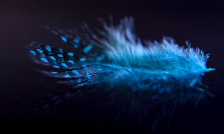 Macro photography of a feather with reflection on waterの写真素材
