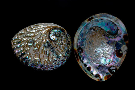 Sea shell, external and inner surface, have been polished ,black background.の写真素材