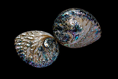 Sea shell, macro photography of external surface,  have been polished.の写真素材
