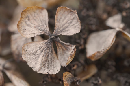 Hydrangea dry flower isolated blurred backgroundの写真素材