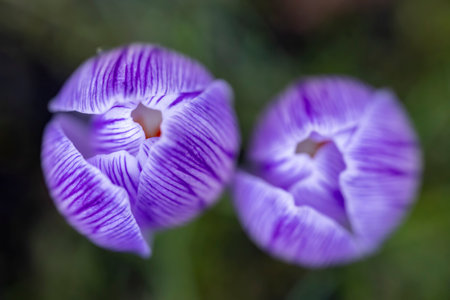 Lilac colored flower top view, macro photographyの写真素材