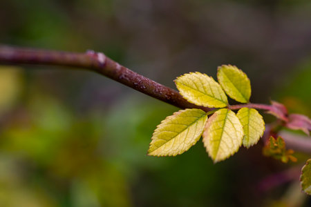 Fresh green leaf close up Macro photography.の写真素材