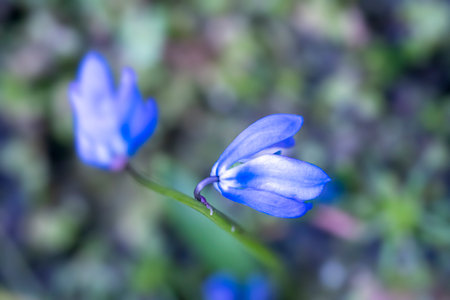 Lilac colored flower top view, macro photographyの写真素材