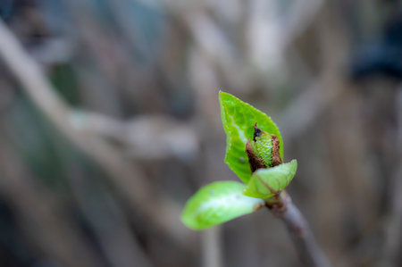 Fresh green leaf close up Macro photography.の写真素材