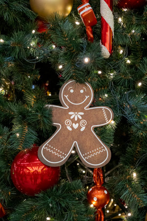 Christmas cookies hang on christmas tree.の写真素材
