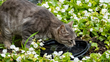 Cat drink water, in a garden selective focus, closeup portraitの写真素材