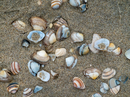 shells on sand beach.Many types of shells on sand.