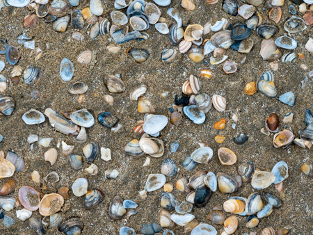 shells on sand beach.Many types of shells on sand.の写真素材