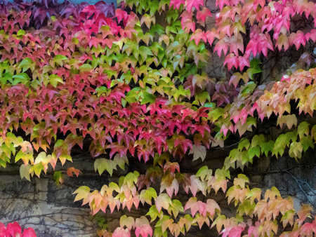 Autumn leaves In wonderful gradient colors of green, red and yellow