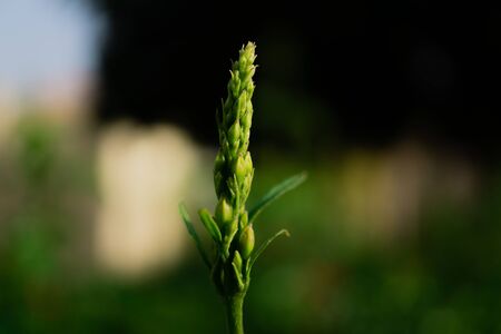 Springの写真素材