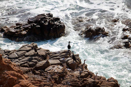 A cormorant colony
