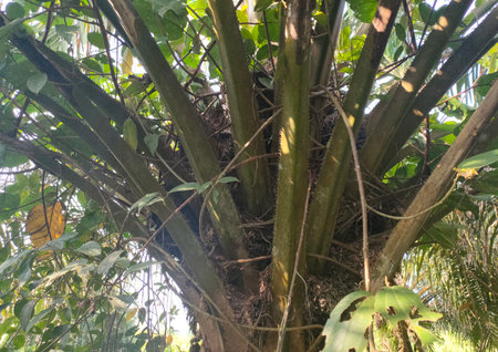 Bromeliad tree in the garden,Gran Canaria,Spainの写真素材