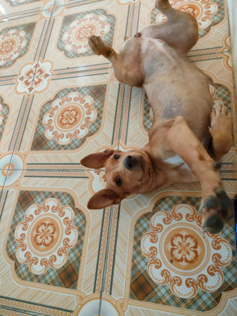 The dog lies on the floor and looks at the camera. The dog is resting.の写真素材