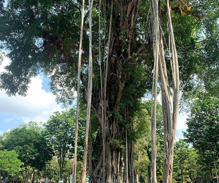 Banyan tree in the garden of the ancient city of Angkor Wat, Cambodiaの写真素材