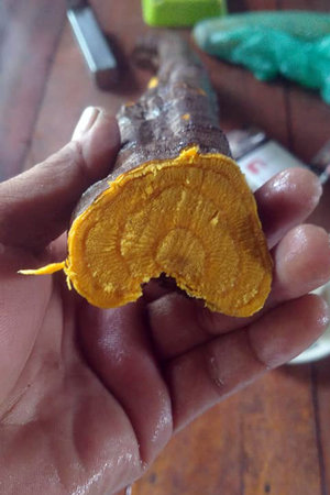 Turmeric root cut in halfの写真素材