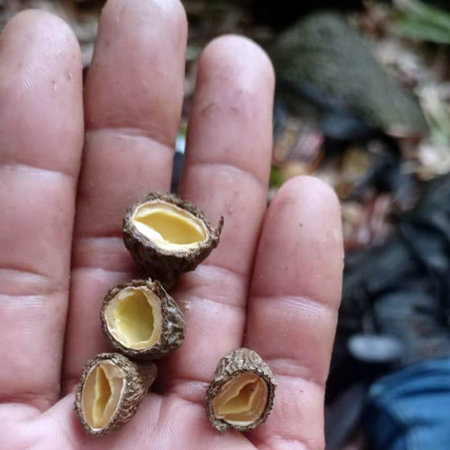 Seeds on the palm of a child's hand close-up