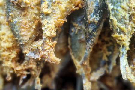 Crispy fried fish on a plate. Close-up.の写真素材