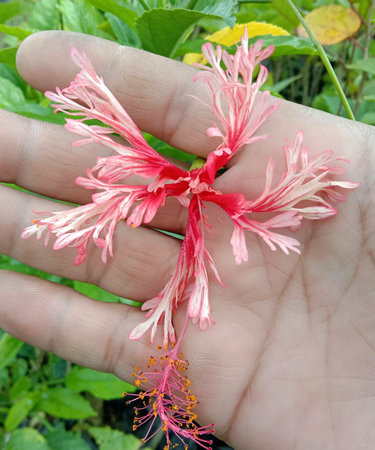 Hibiscus flower in hand, Hibiscus rosa sinensisの写真素材