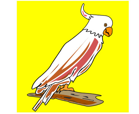Illustration of a cockatoo isolated on a yellow background.のイラスト素材